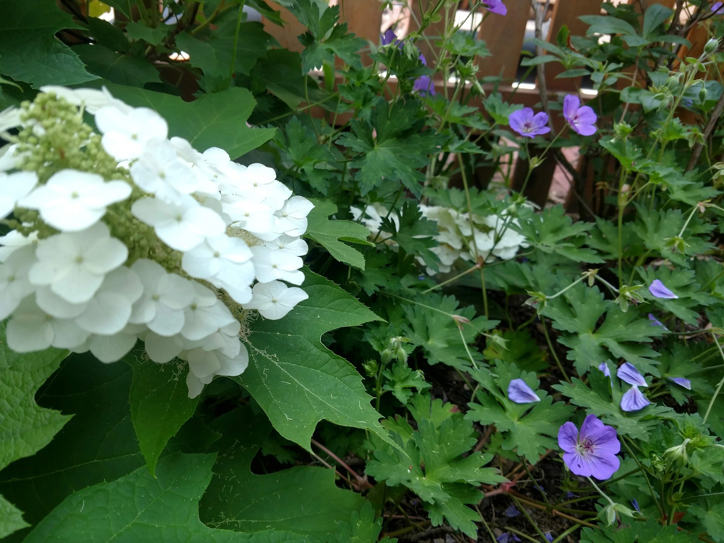 The large and showy oakleaf hydrangea contrasts nicely with the more delicate geranium. Both plants are native.