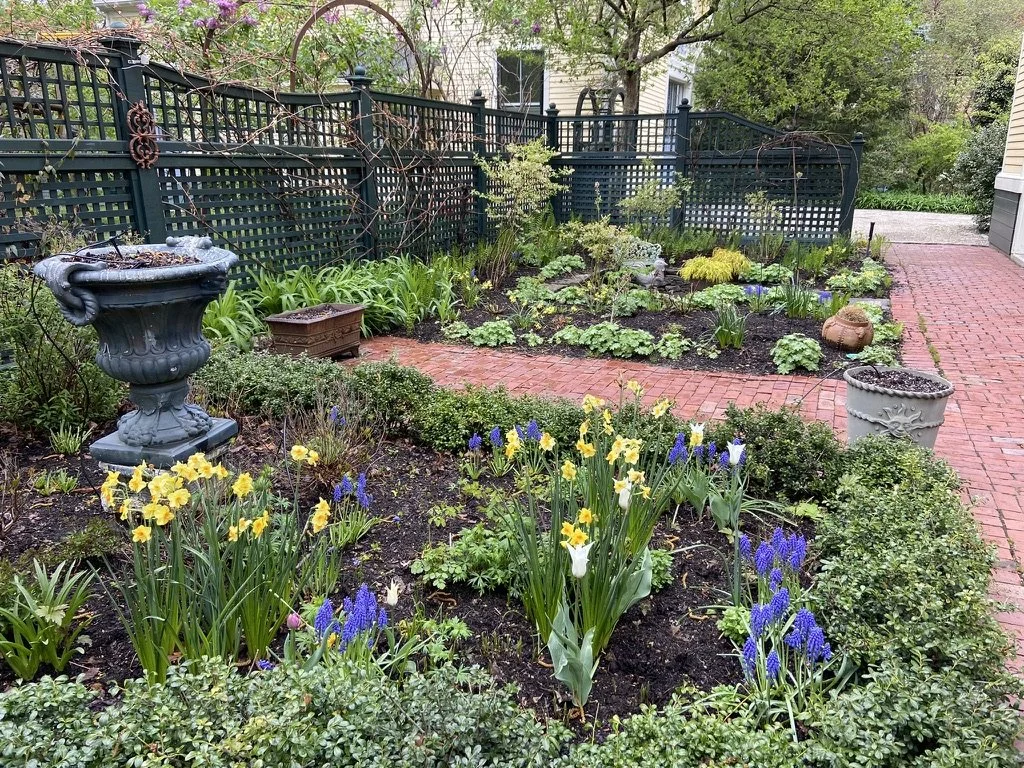 Daffodil, Muscari, and Tulip bulbs enliven the garden each spring.