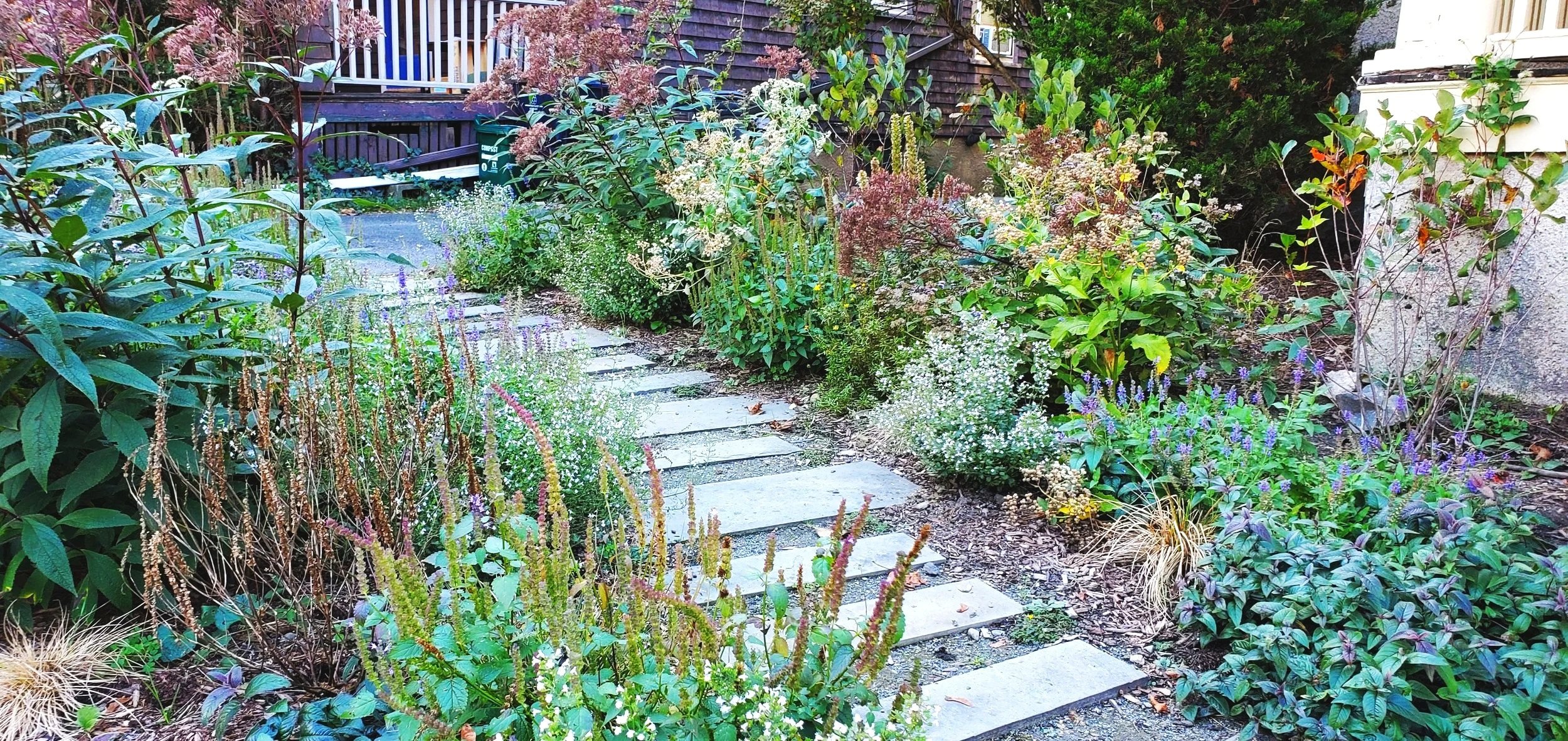 Lawn to Meadow / Fayerweather St.