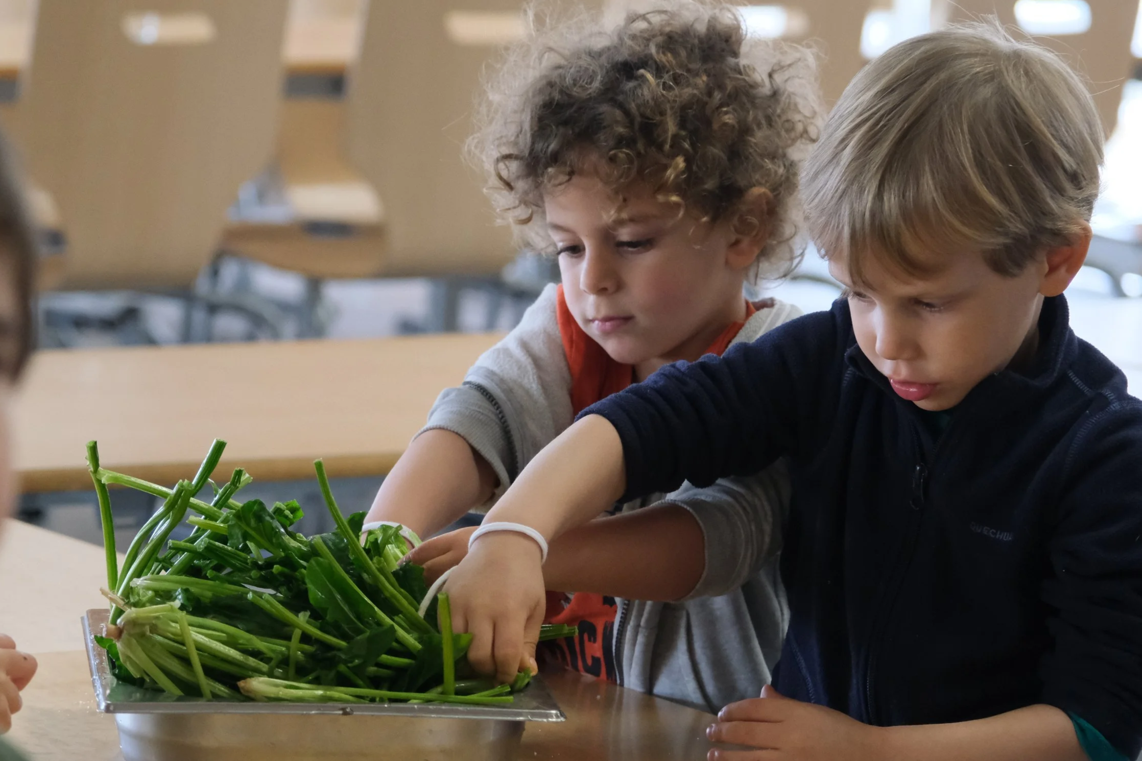 Regeneration Festival: Learning, Creating, Acting | Regeneration Festival: Aprender, Criar, Agir