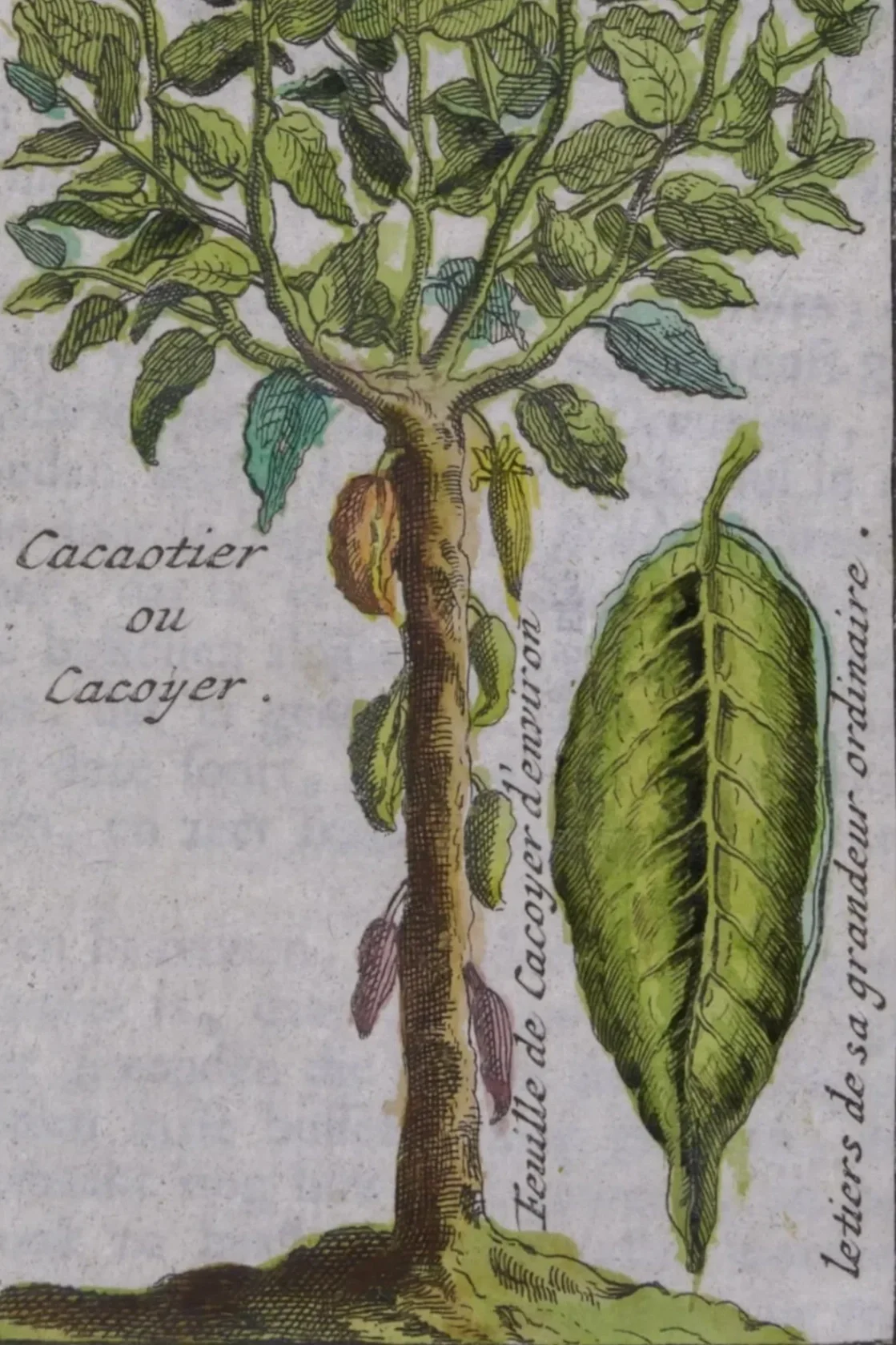 Chocolate in Early Modern Europe: Class and Tasting