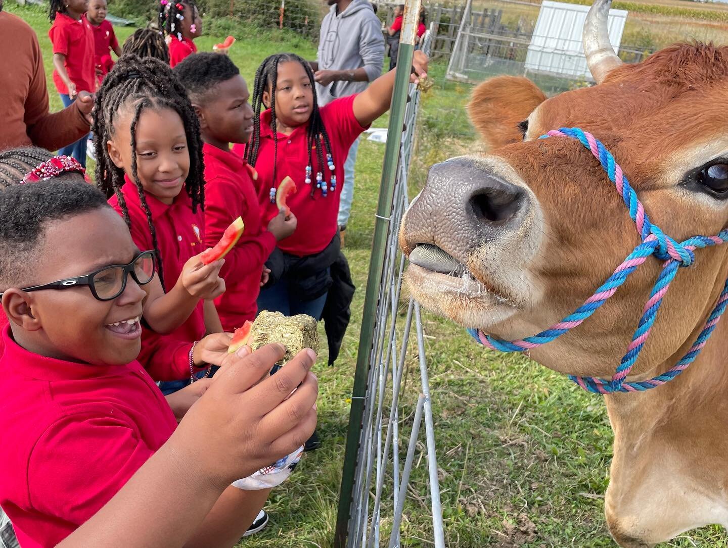 This week our scholars had the amazing opportunity to experience the only black woman owned farm in Wisconsin, Loveland Acres Farm.