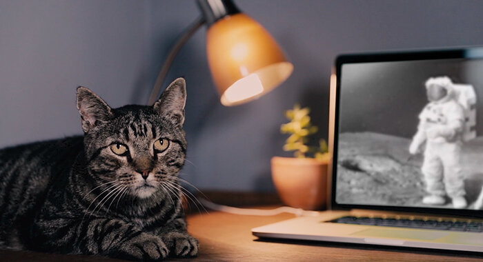 Catspiracy_Image_Break_Small_06.jpg