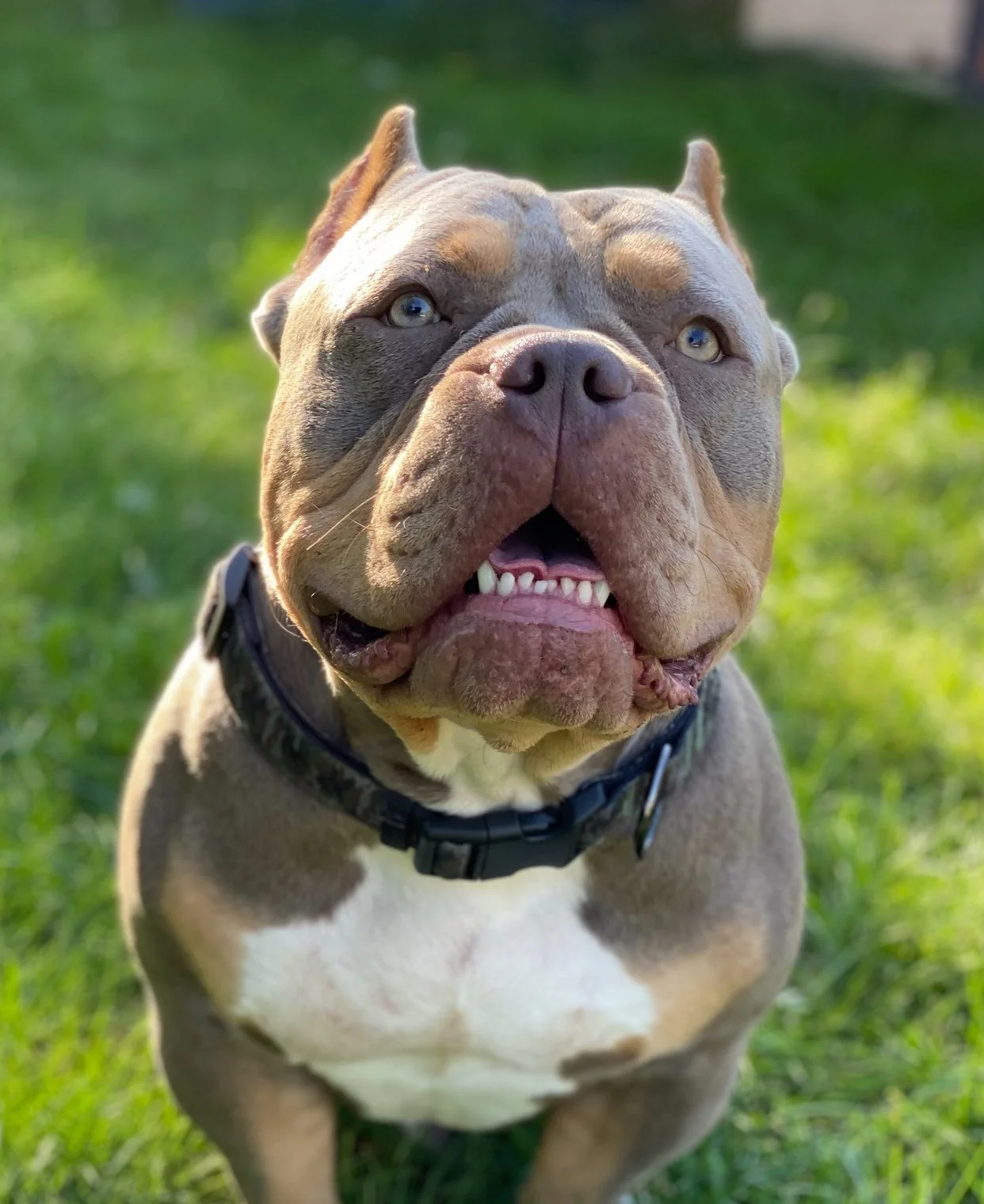 Perla’s dog, Boss.