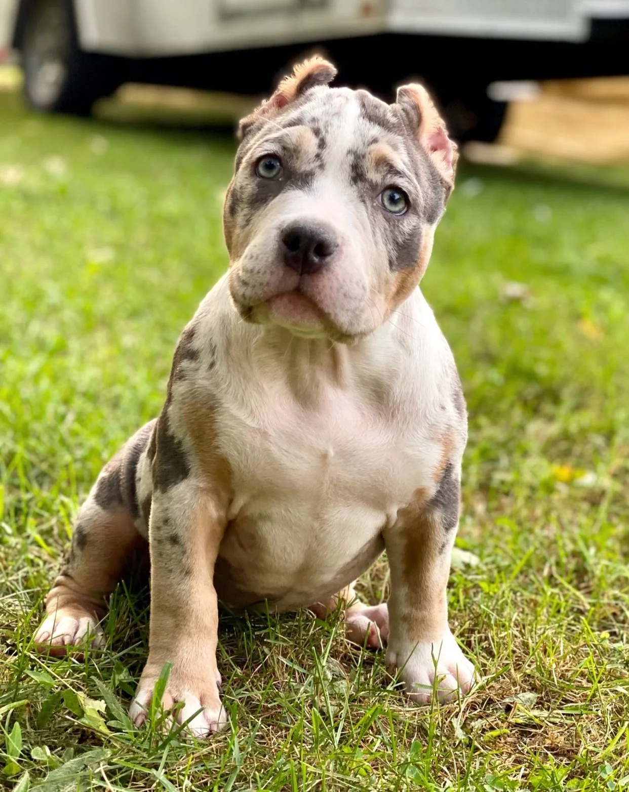 Perla’s dog, Athena.