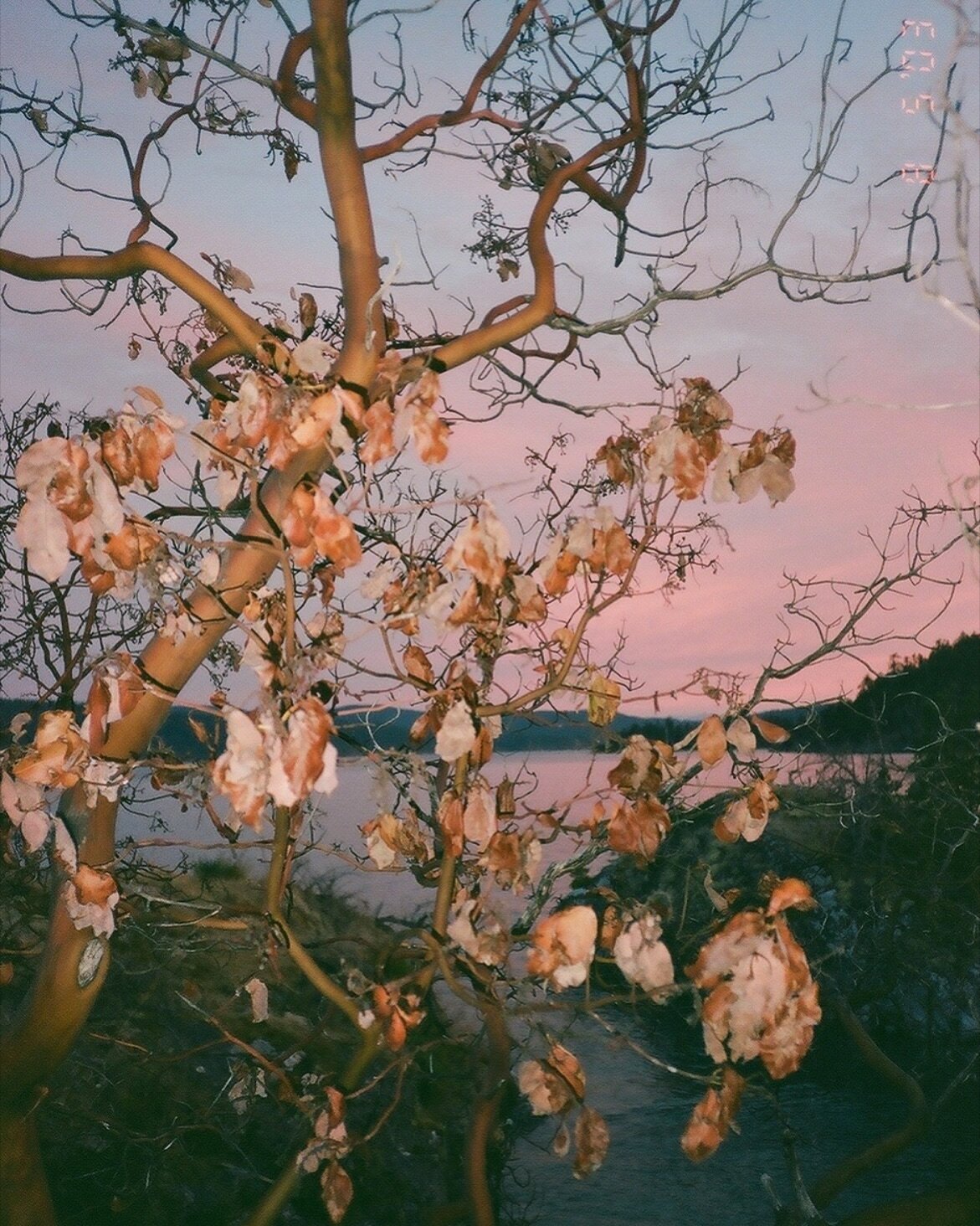 Arbutus Tree vs Sunset
Summer 2023 in Desolation Sound 

I finally took in a few rolls of ancient film ☺️