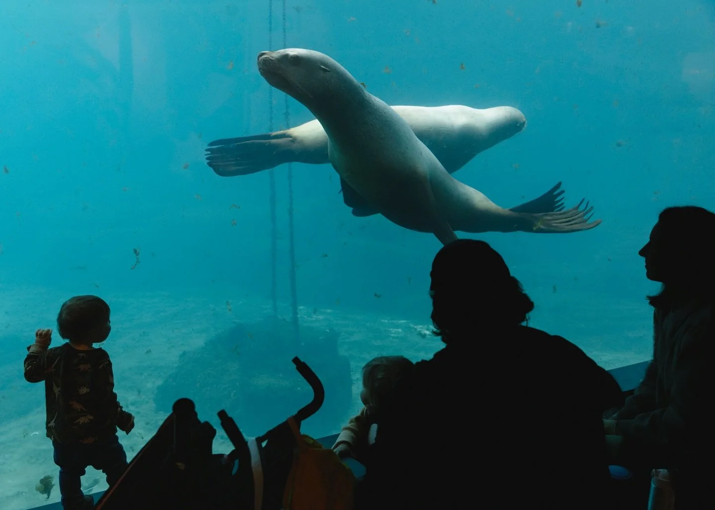 From a visit to The Vancouver Aquarium 🐟

Test shoot b-sides