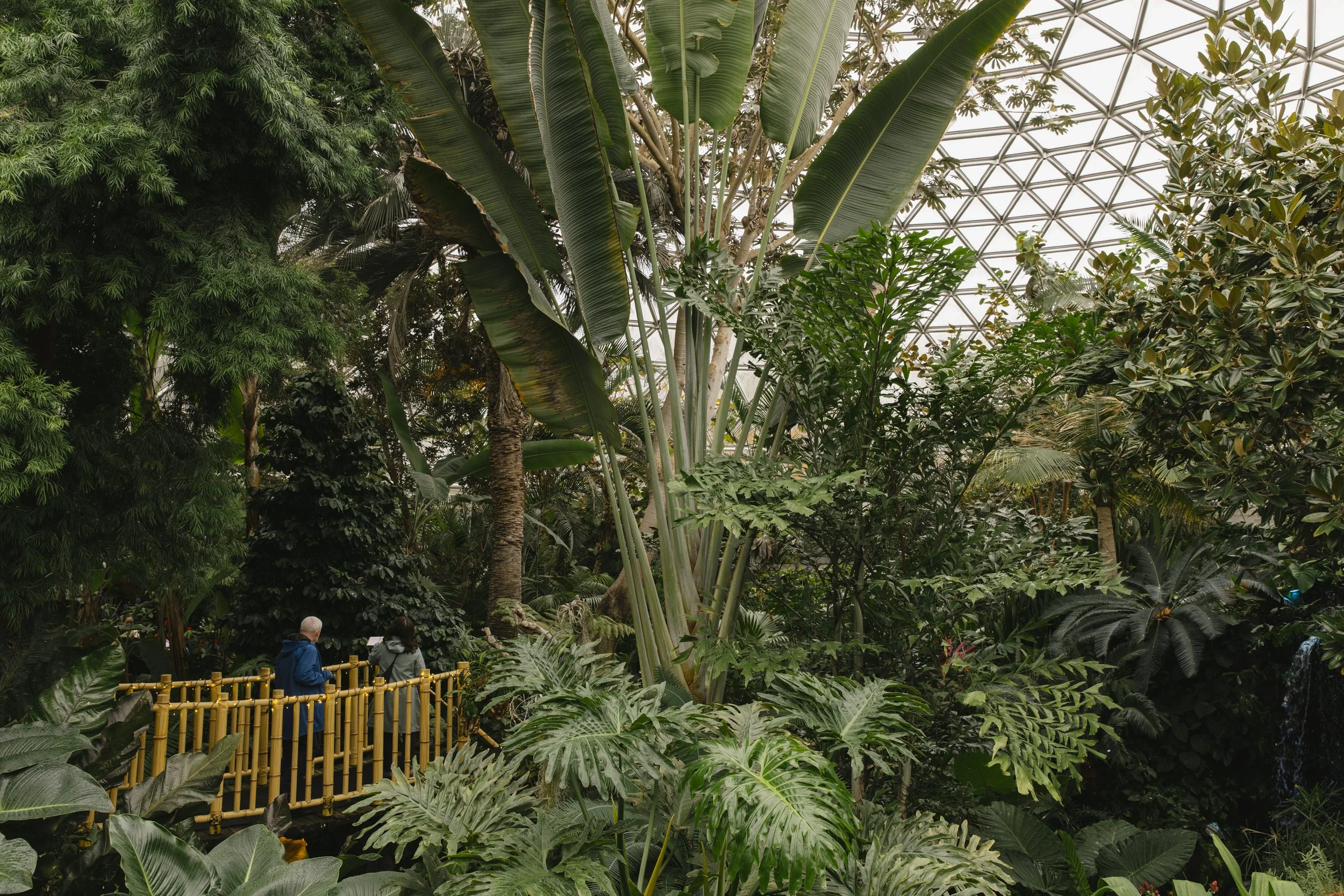 Visitors at the Bloedel Conservatory taking in the massive foliage