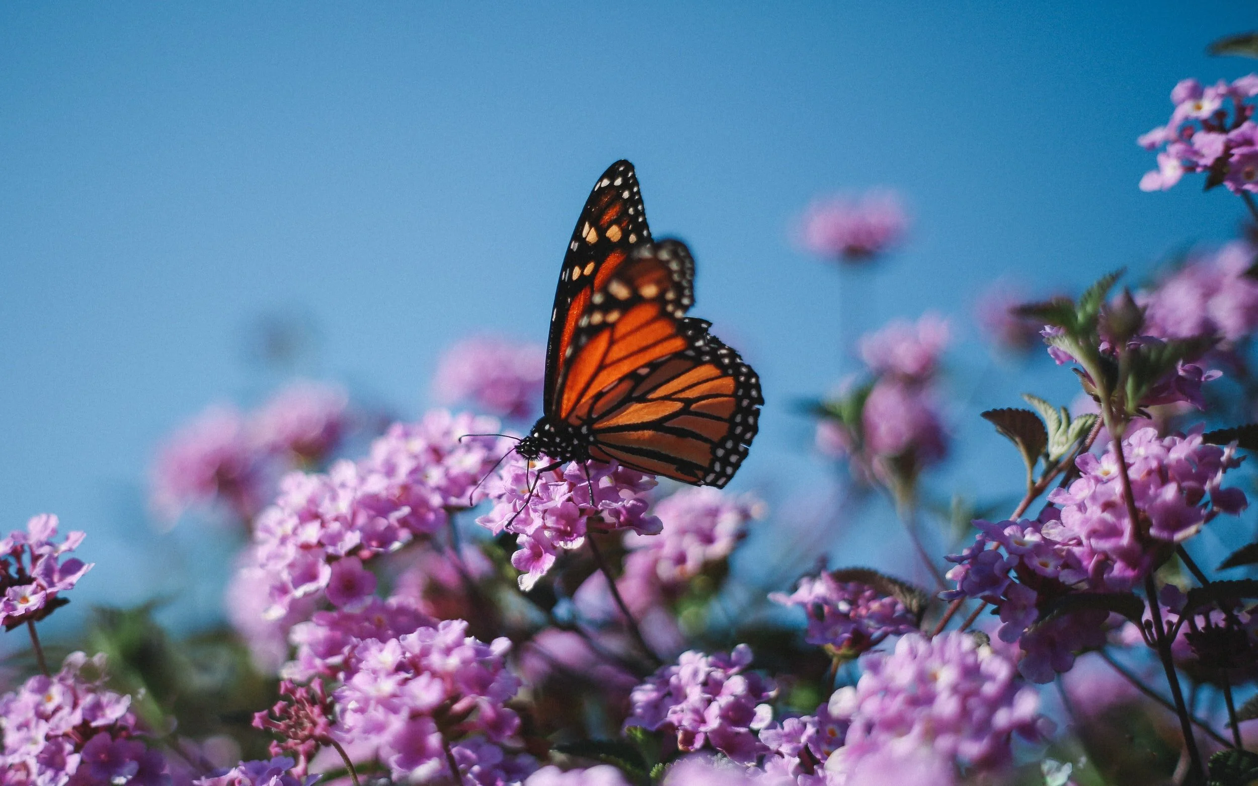 How Anthropogenic Climate Change Can Harm Our Friends, the Monarch Butterfly