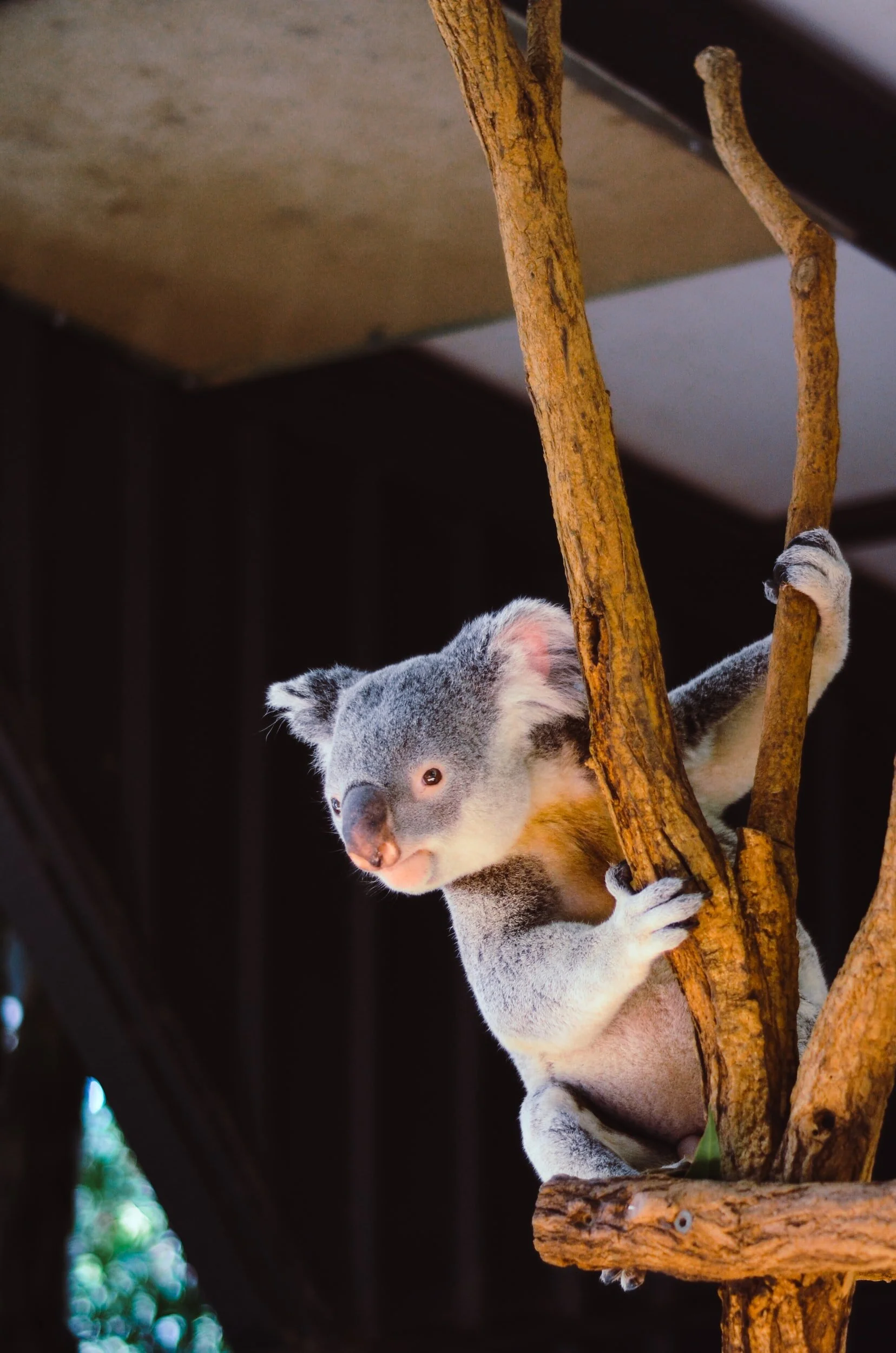 Stressed, Hungry, and Disappearing, The Life of a Koala