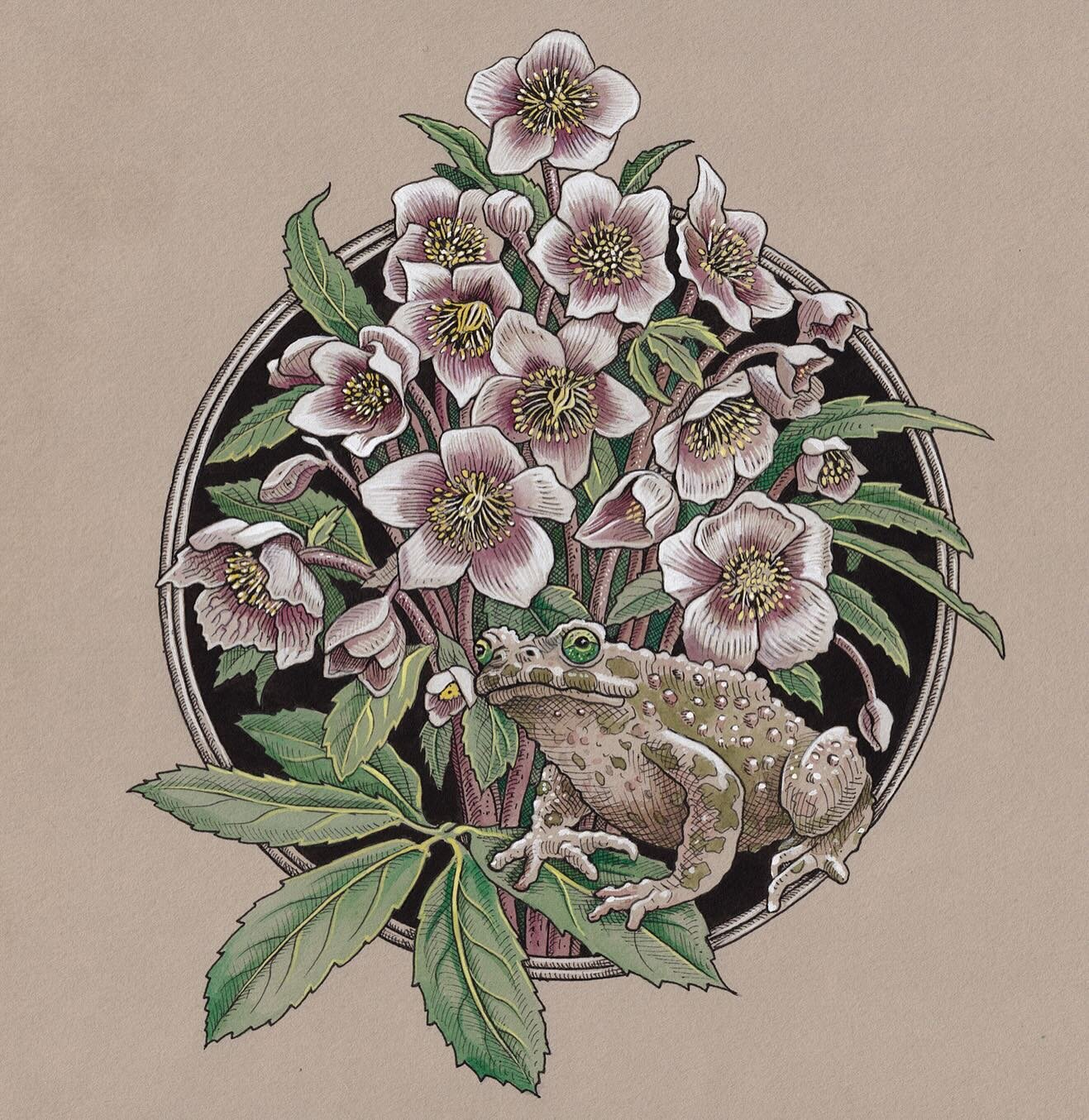 ᛭
Hellebores niger with Bufo bufo
Pen &amp; ink with watercolor and gouache on toned paper. 
9&ldquo;x 12&ldquo;
2016
᛭
Color plate Illustration from the Green Mysteries, by Daniel A Schulke &bull; Published by @threehandspress , 2022
᛭
&lsquo; &hell