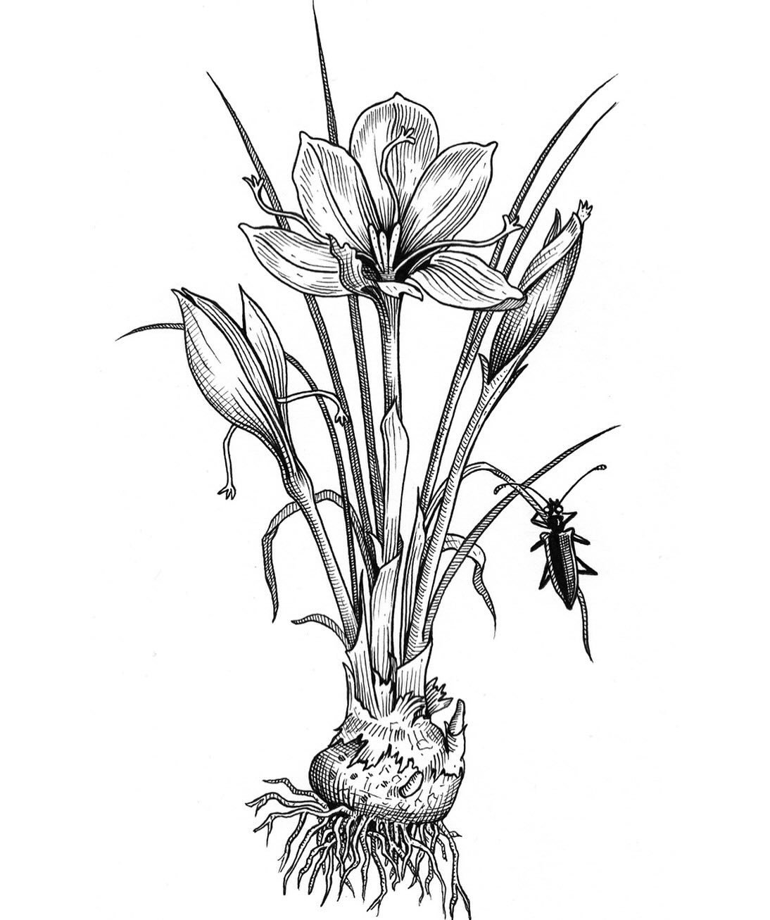 ᛭
Crocus sativus ~ Saffron 
Pen &amp; ink on paper 
Original illustration from The Green Mysteries 
2015 
᛭
&ldquo;In the cloistered laboratories of the European alchemists, the plant was known as Salefur. The eponymous compound Safranal, extracted f