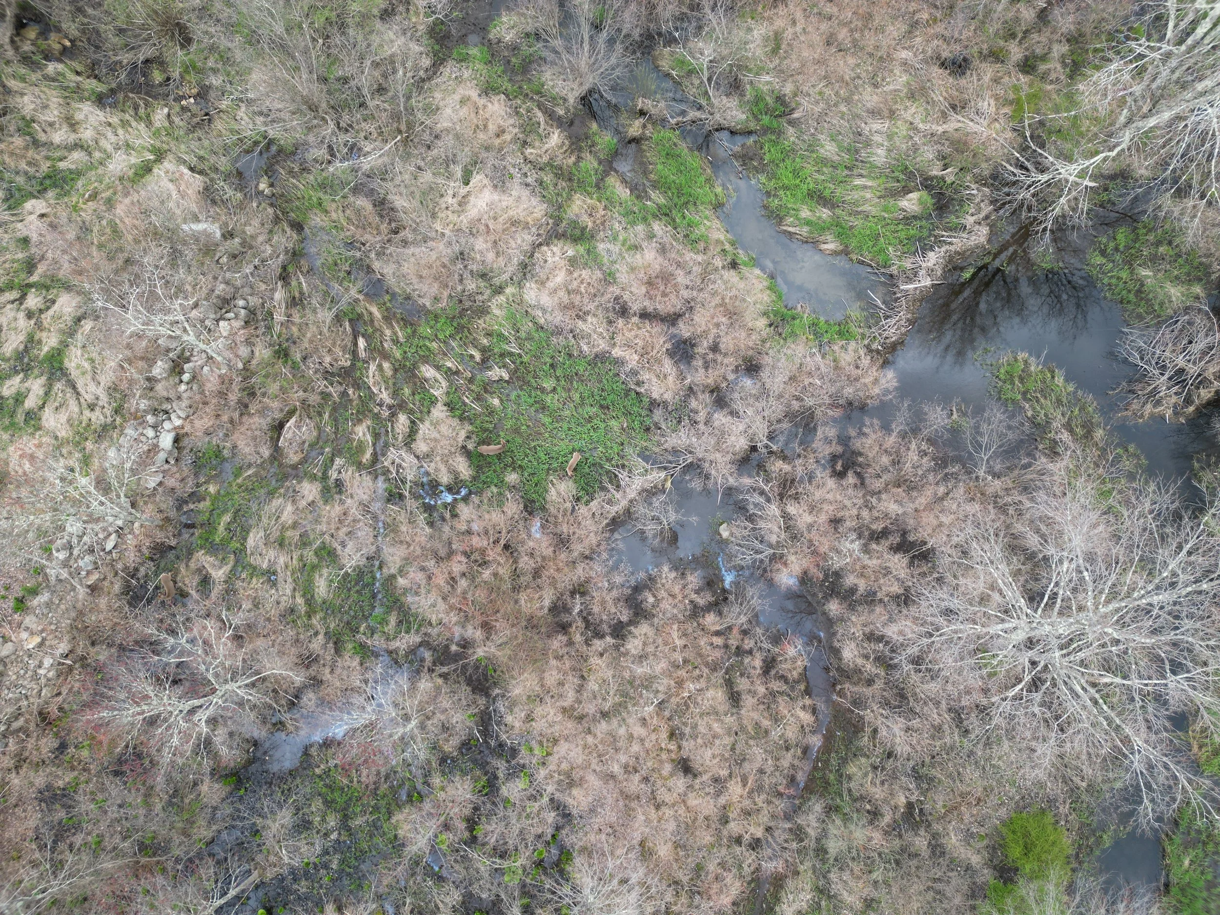 An aerial view of a winding river through a forest with trees and patches of green vegetation, some trees without leaves.