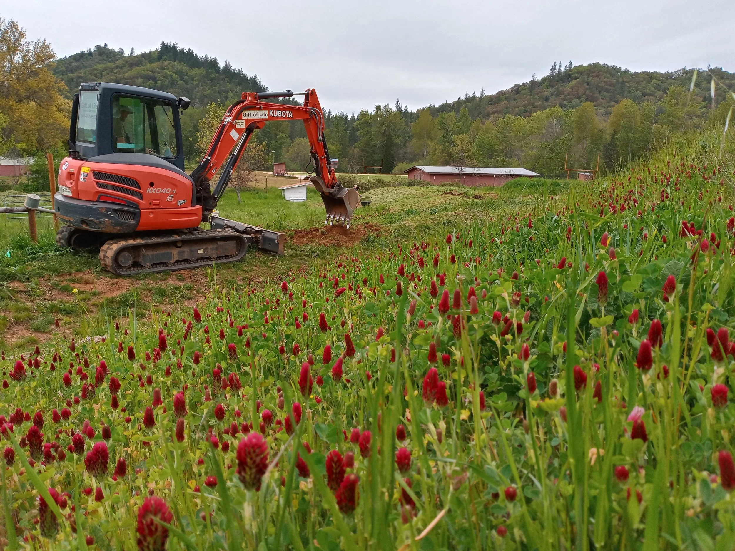 A small orange excavator working on a grassy hillside creating a water retention terrace with red clover flowers, with trees and a few buildings in the background under an overcast sky.