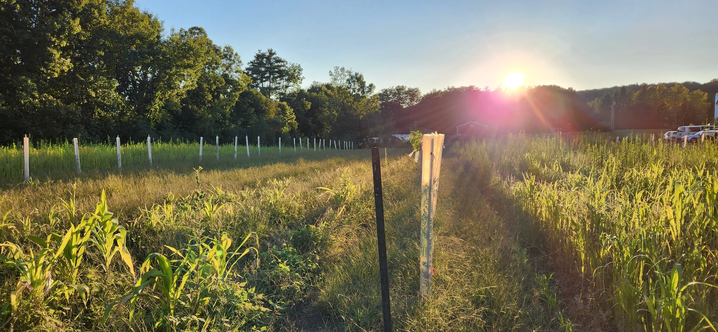 Sunset view of an agroforestry farm field with rows of crops, a line of white fence posts, and trees in the background, with the sun low in the sky creating a lens flare.