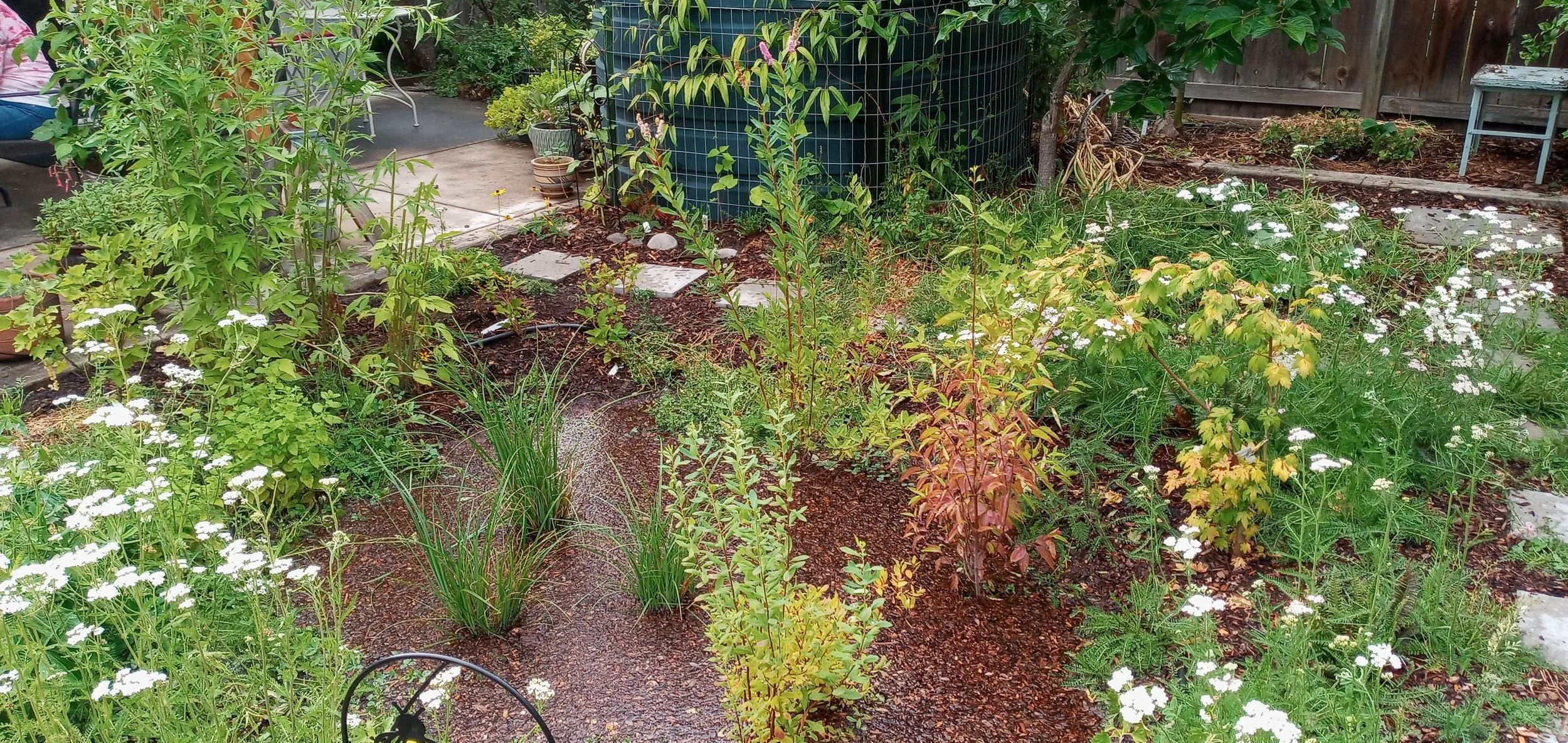 A lush rain garden with a variety of green plants and white flowers, with a pathway, a blue water tank, and a wooden fence in the background.