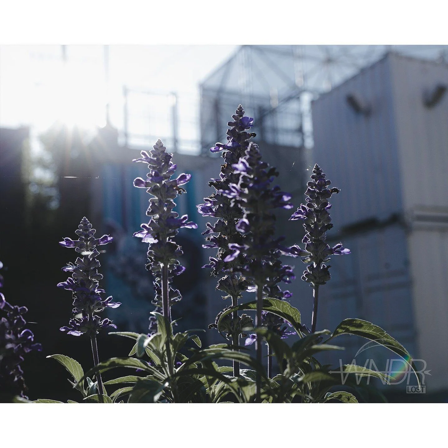 Show them how to fly away when this world is torn.