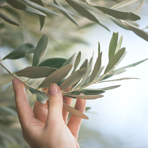 The Olive Pages: A Place to Be Seen, Heard, and Whole