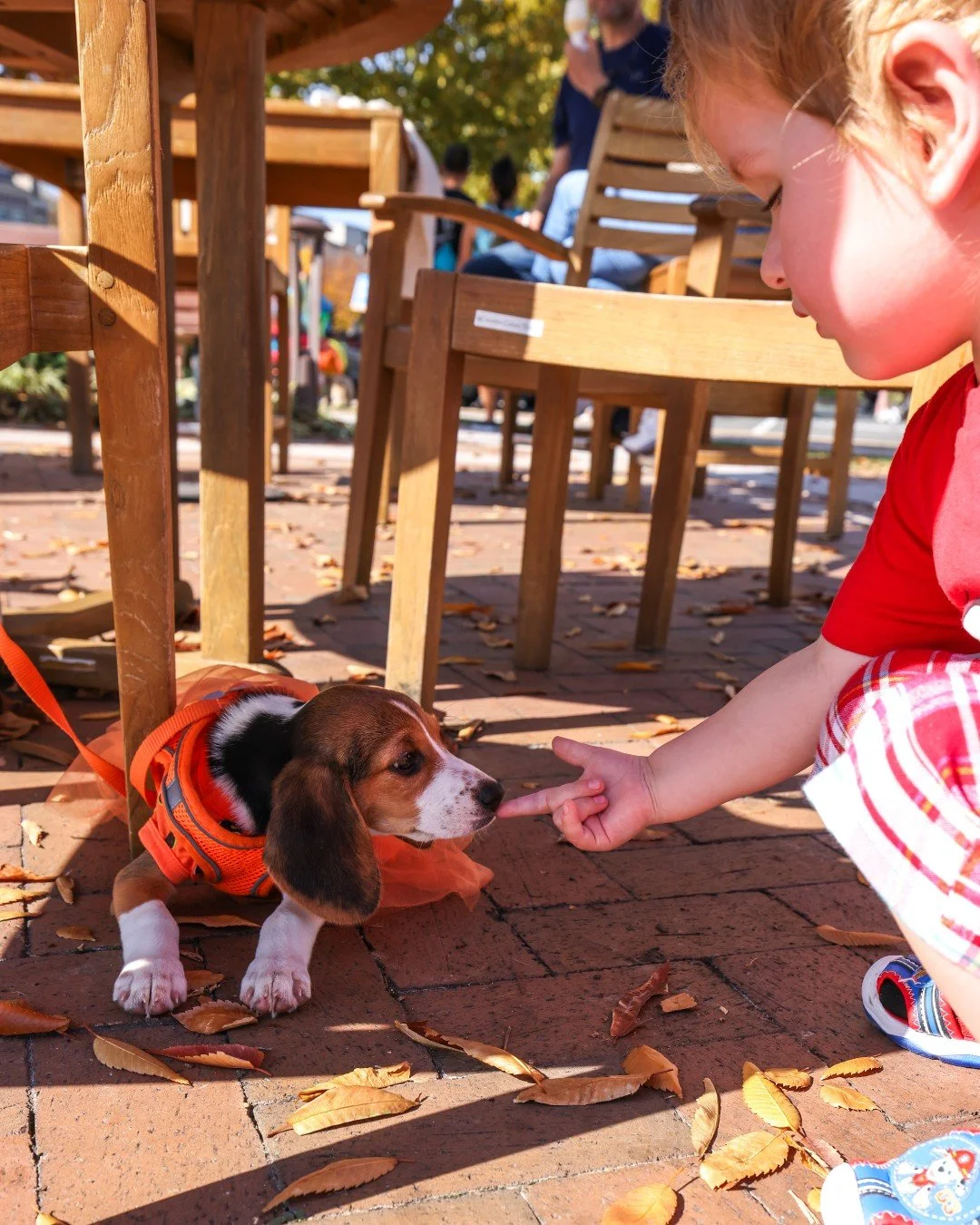 T-minus 1 day until the cutest Halloween party of the year. Bark Bash is tomorrow, and we&rsquo;re ready for tail wags, treats, and a whole lot of costumes. 

Here&rsquo;s your sneak peek at all the special offers, freebies, and giveaways waiting for
