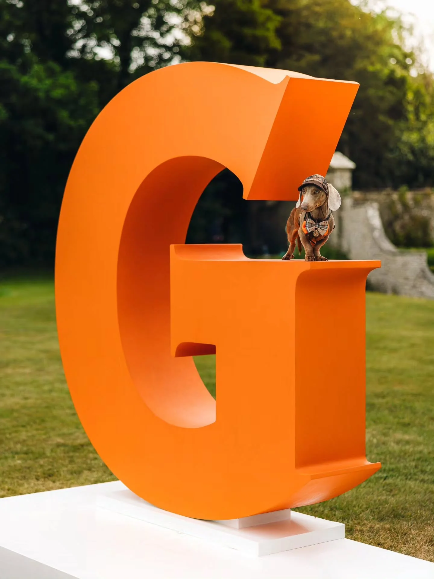 Snaps from @goodwoofdogs 🐾
.
.
.
#goodwood #goodwoof #goodwoof2026