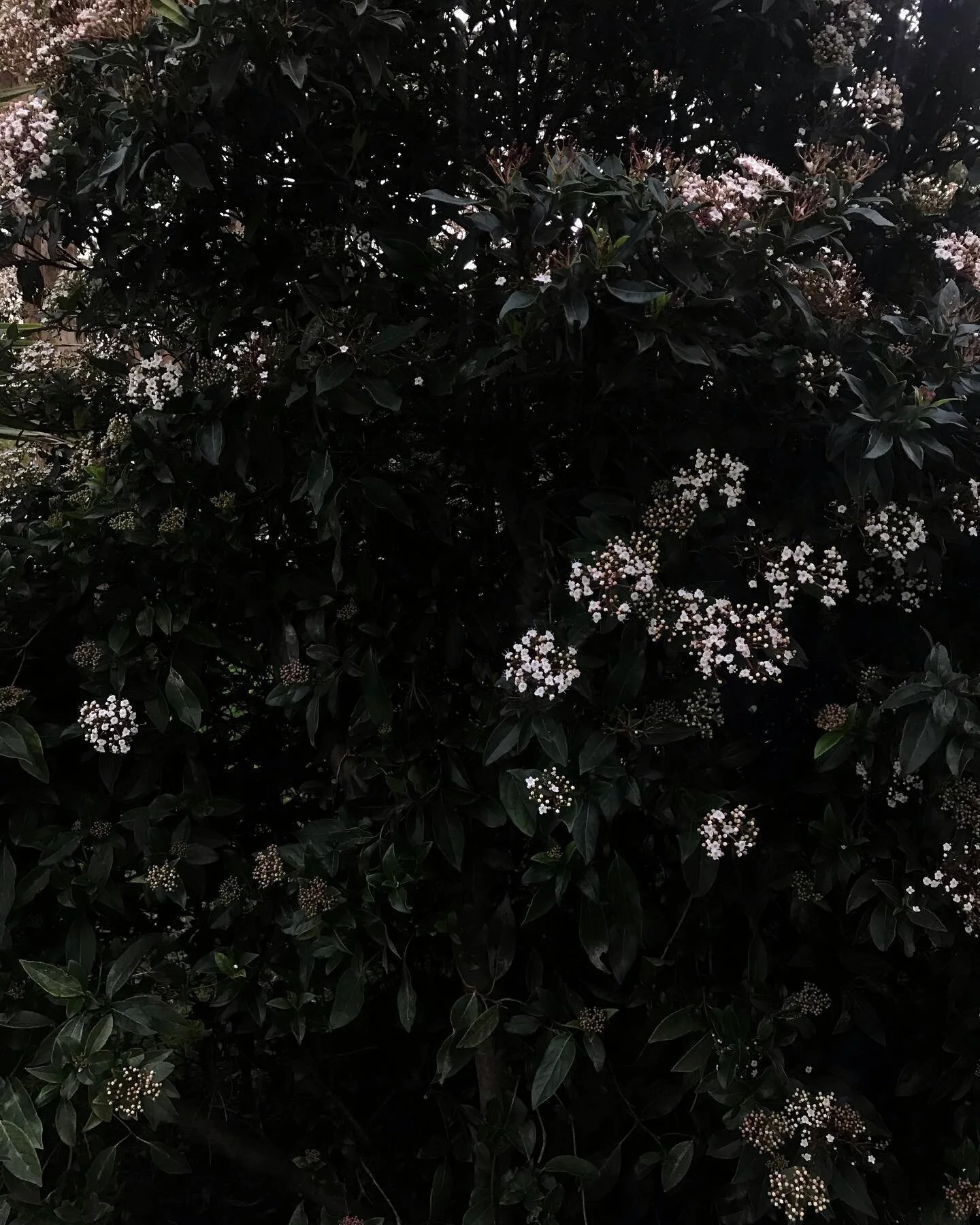 Whoever you are, no matter how lonely,
the world offers itself to your imagination,
calls to you like the wild geese, harsh and exciting over and over announcing
your place in the family of things.
&mdash;&mdash; from The Wild Geese by Mary Oliver
|
