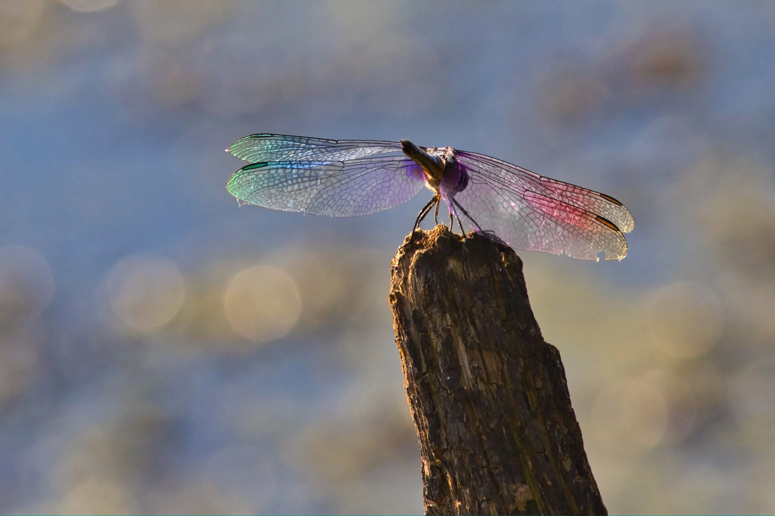dragonflyrainbow.JPG