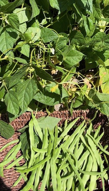 SCG kentucy wonder green beans