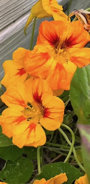 SCG yellow nasturtium