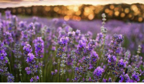 Plant Spirit Medicine