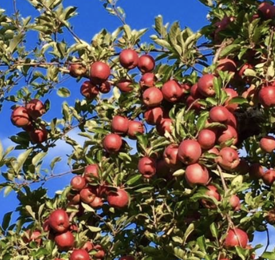 Biodynamic Orchard Care with Alan Surprenant