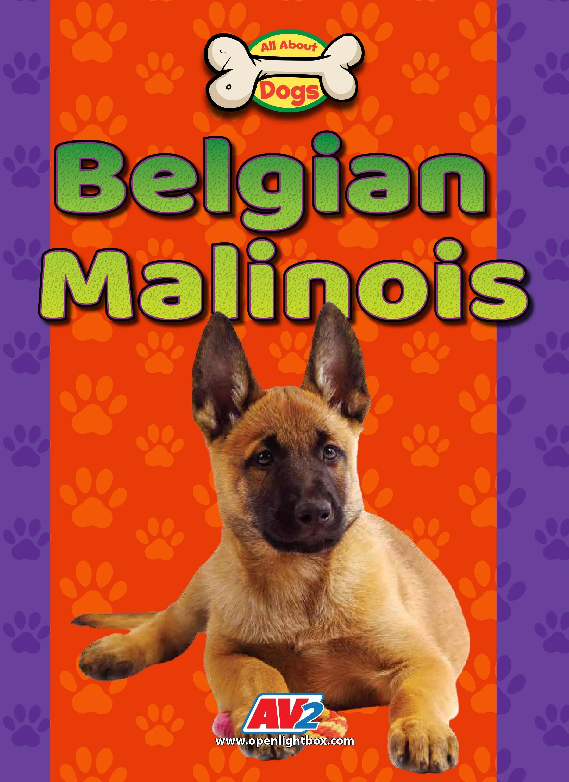 Belgian Malinois-copyediting.jpg