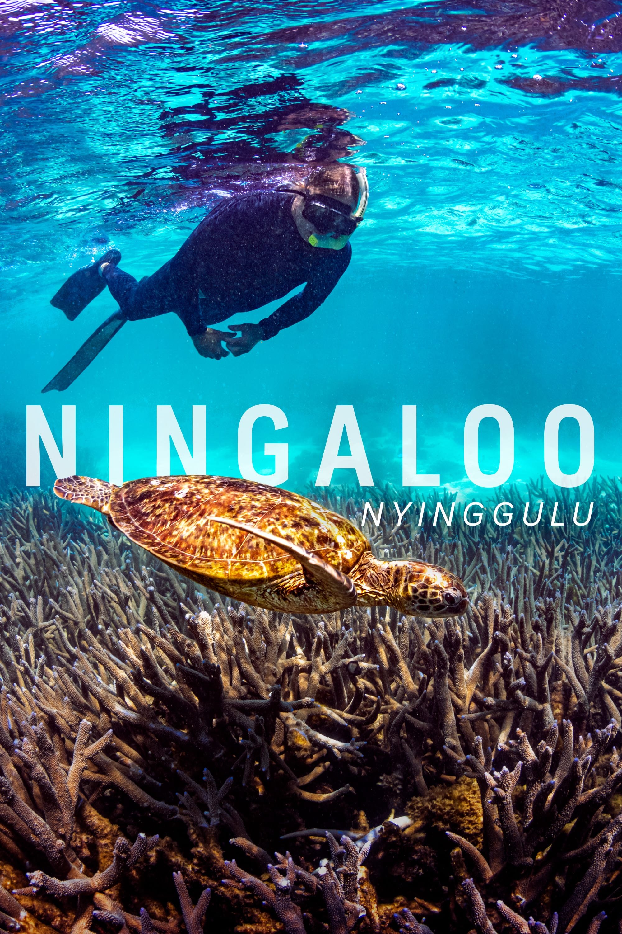 13_Ningaloo_C-0767_iview_Portrait_2000x3000_Turtle-min.jpg