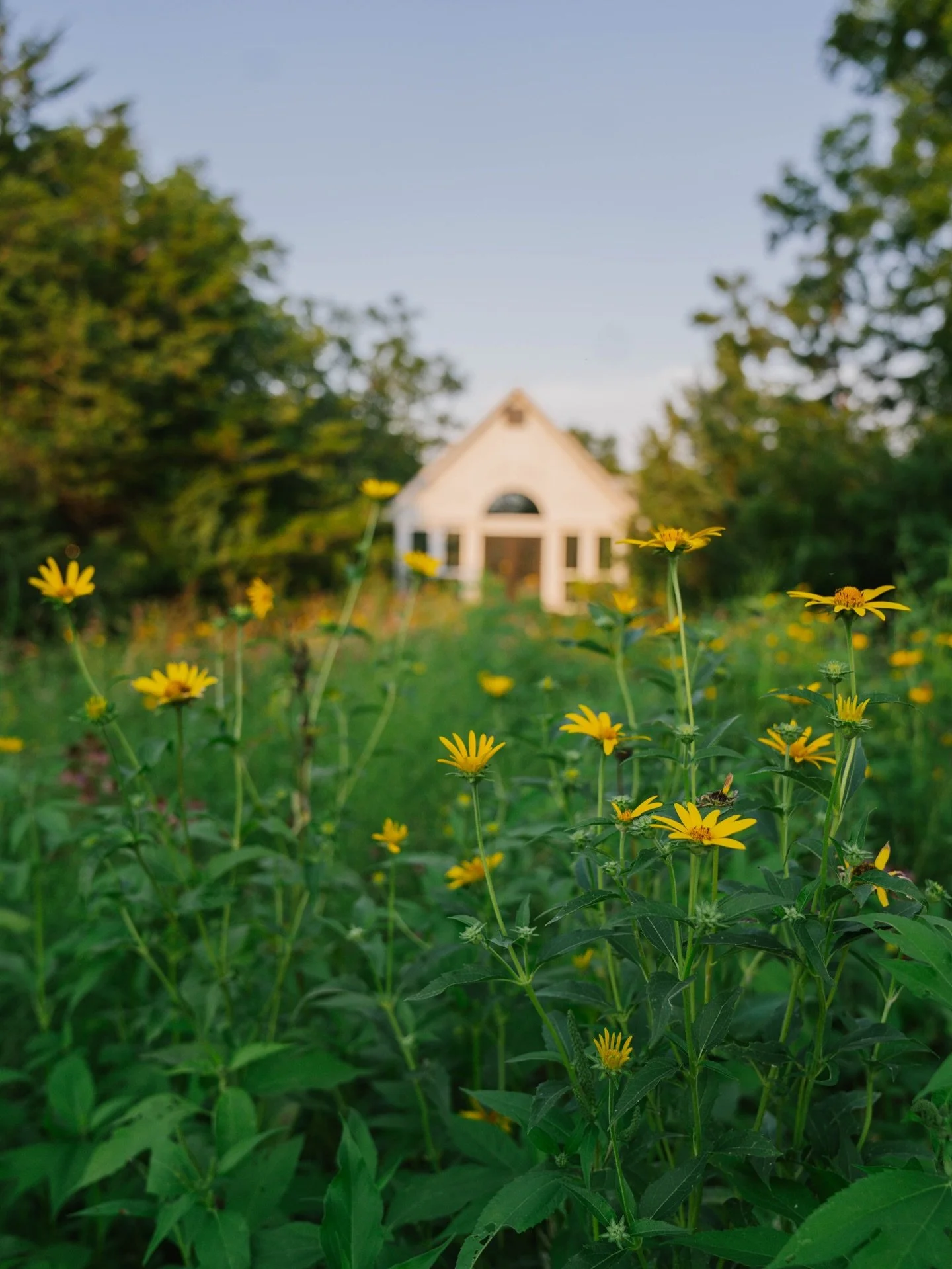 Missing all those blooms&hellip; Anyone else? 
Www.irisaisle.com