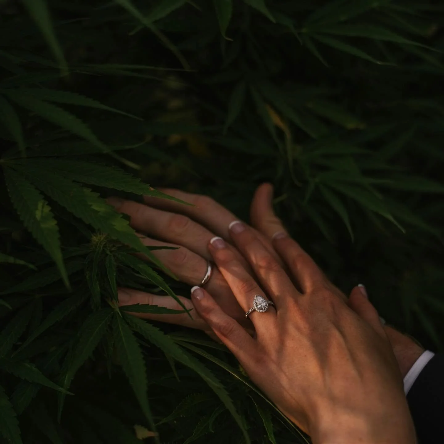 A day to recognize our favorite herb? Why yes, we do celebrate this wonderful plant today and every day. 🌱 
Www.irisaisle.com