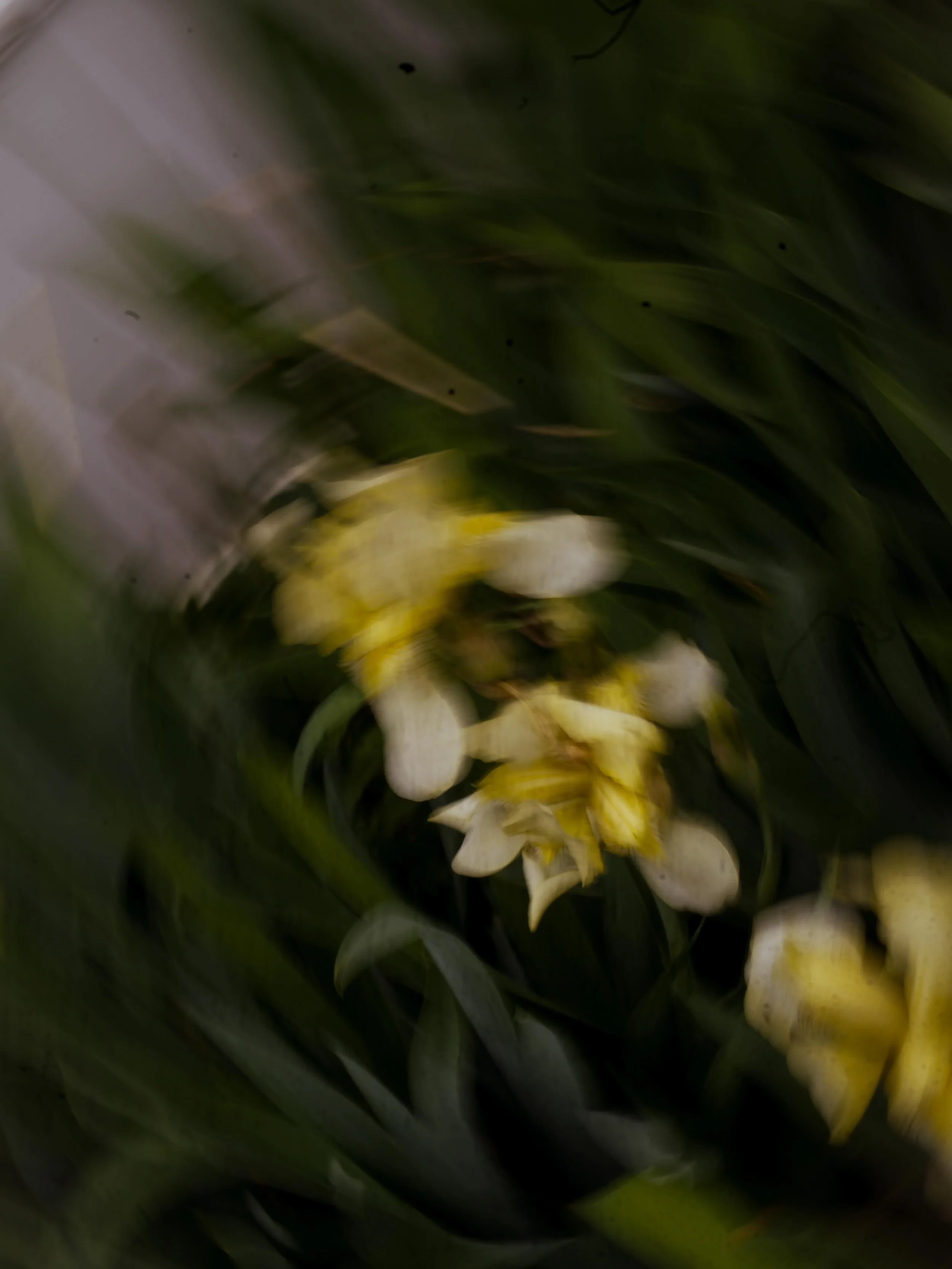 Playing amongst the Irises ✨

Happy Friday, Friends.