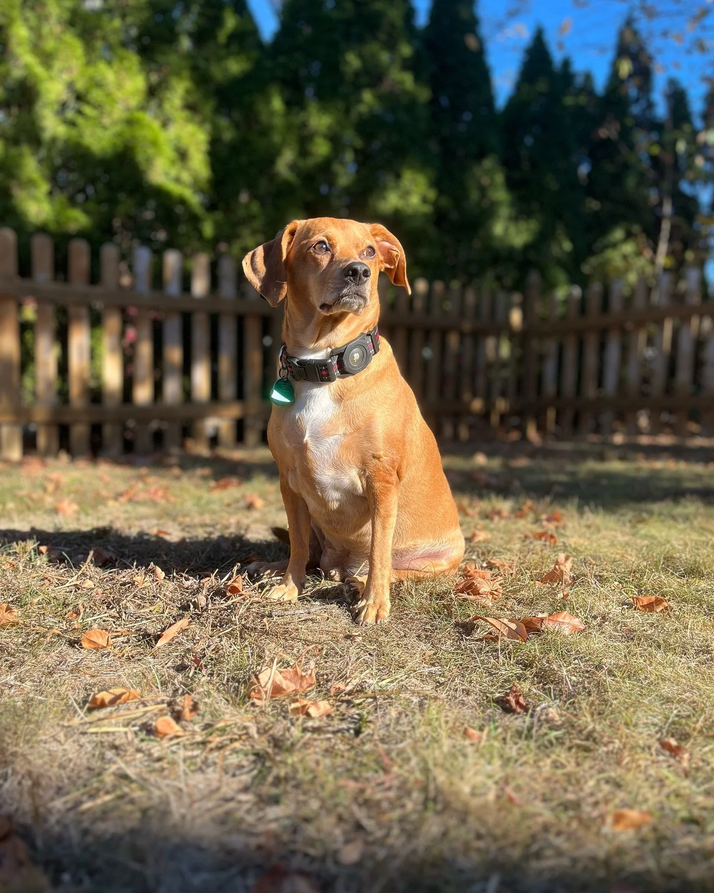 Th&egrave;o Escapes the City.
&bull;
&bull;
&bull;
&bull;
&bull;
#th&egrave;o #vincentdiperi #audubonnj #collingswood #nj #nyc