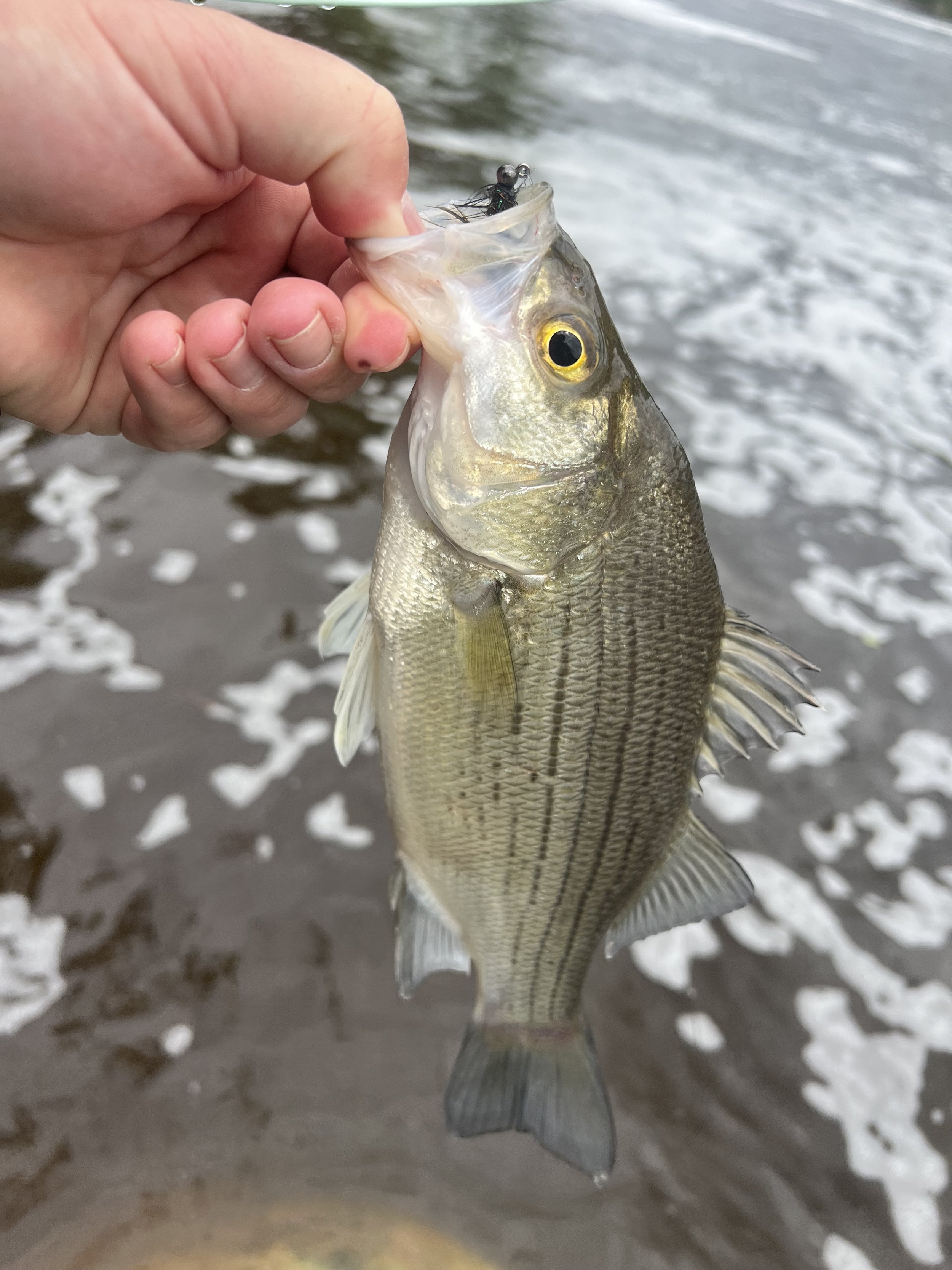Minnesota Fly Fishing Guide — Larry the Lunker