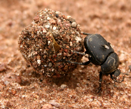 How to use Dung Beetles to Sequester Carbon in your Soils