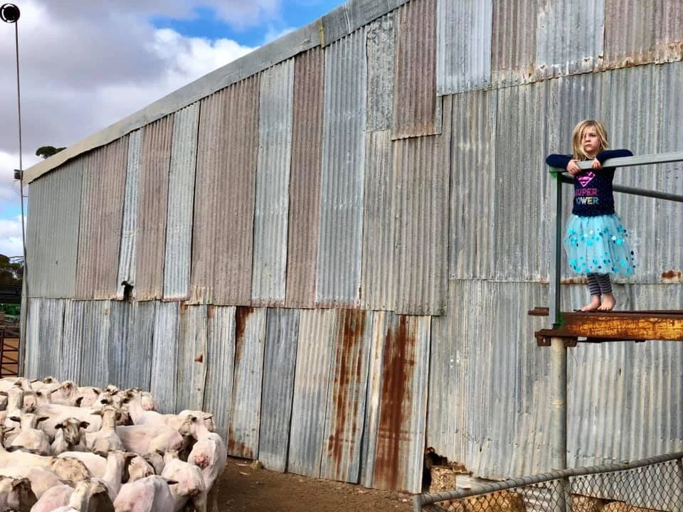 Shearing shed and girl.jpg