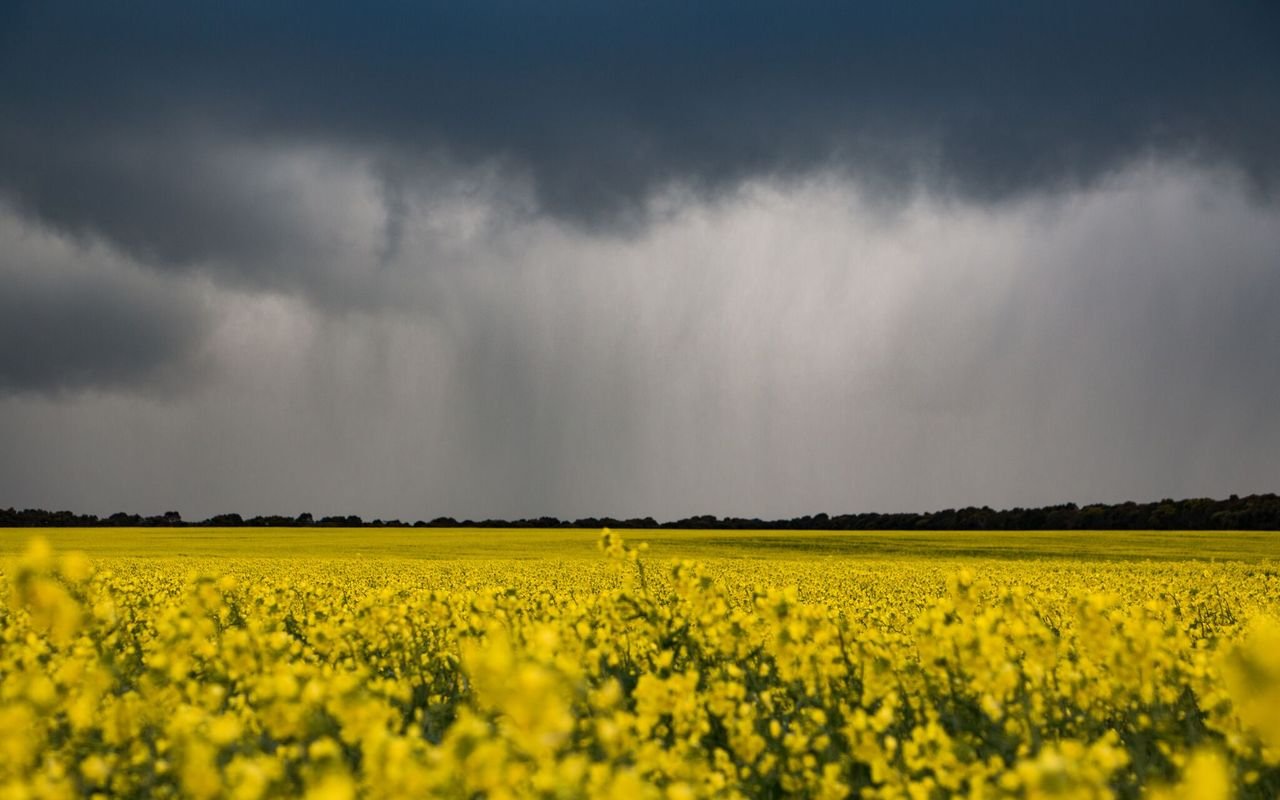 Canola Storm.jpeg