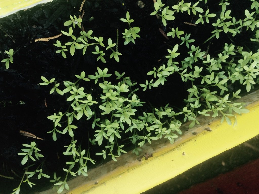 Miro herbs in micro minutes
