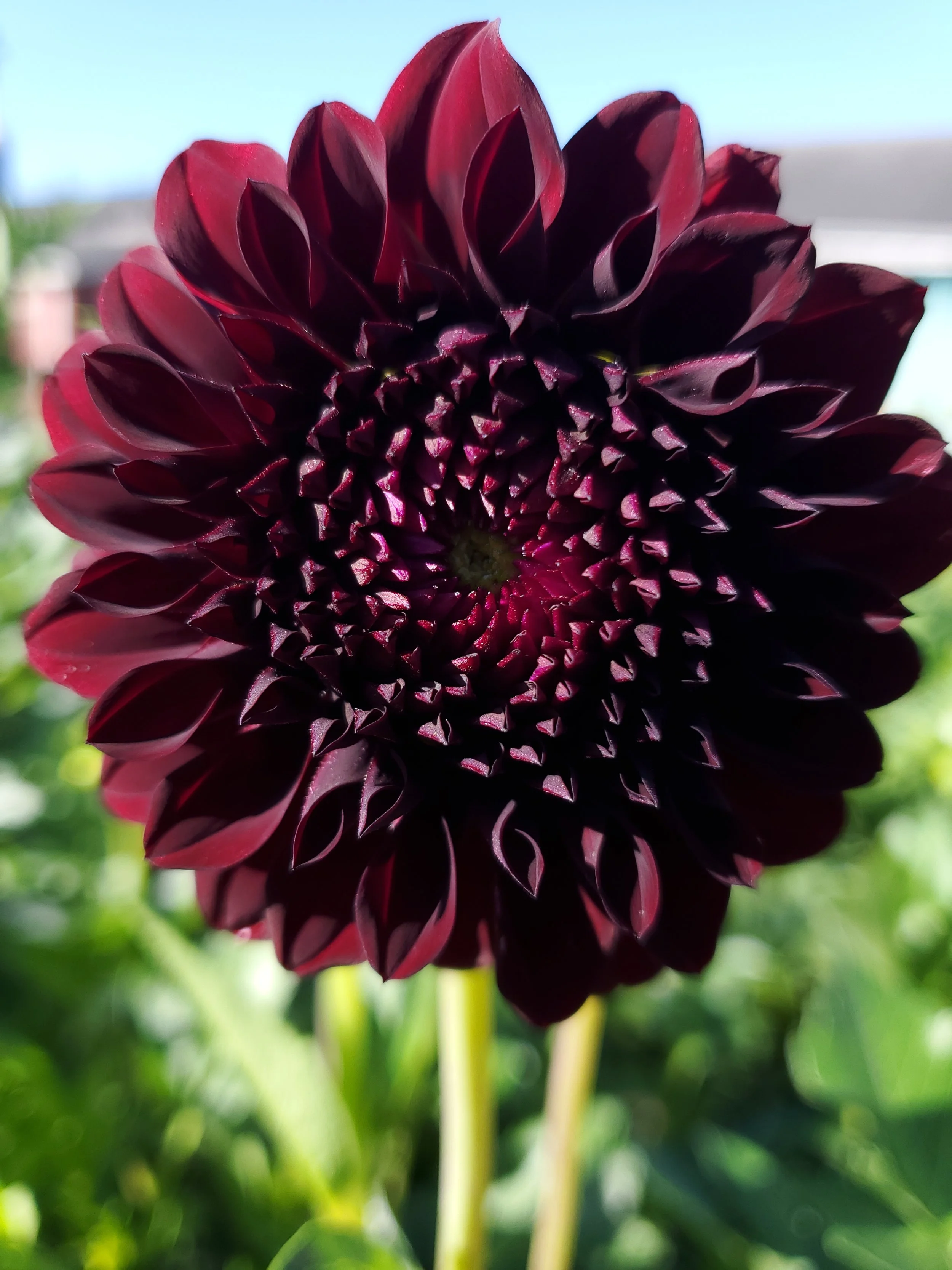 Black Satin - 5 tubers