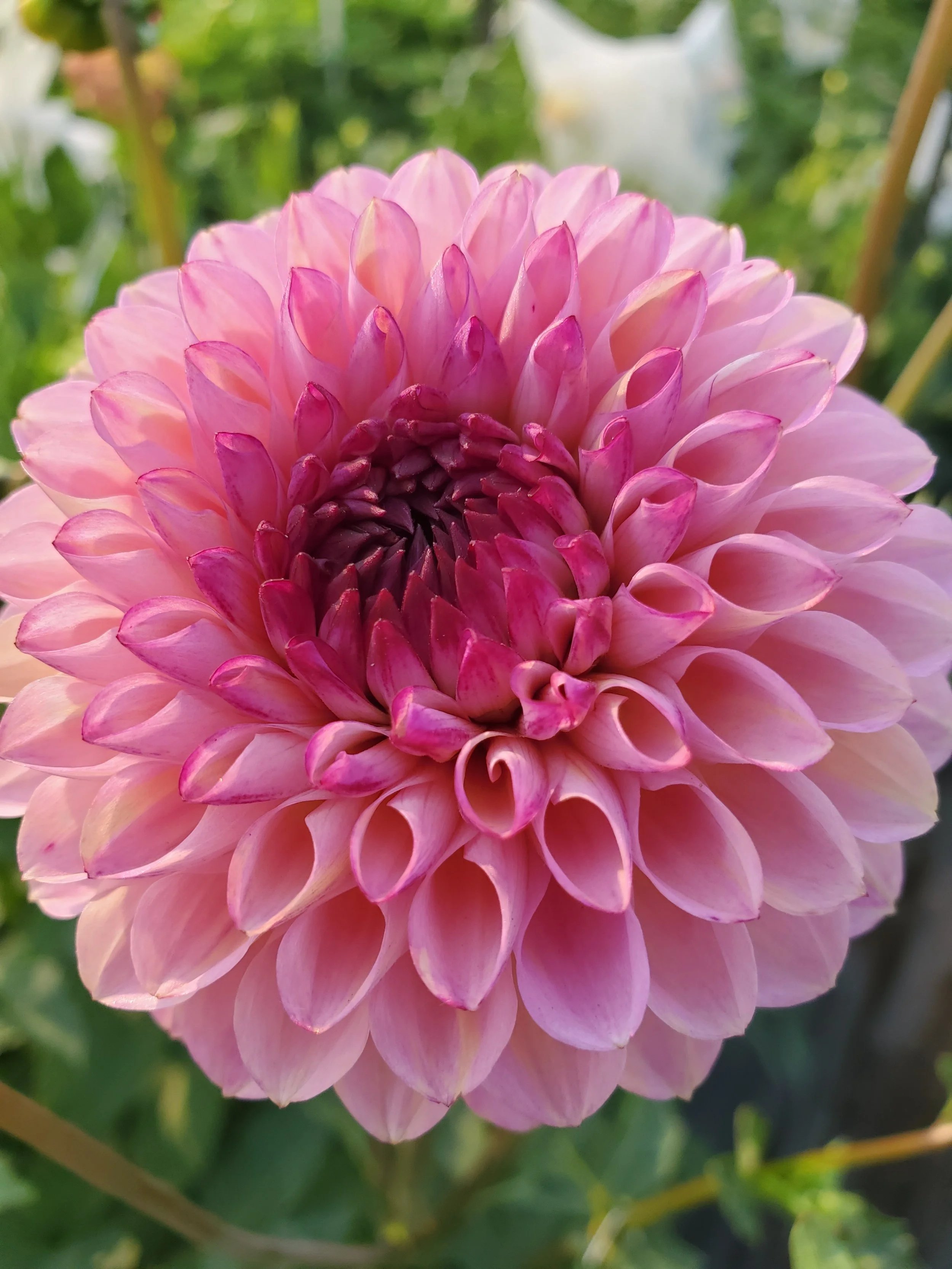 Wine Eyed Jill 2.jpg