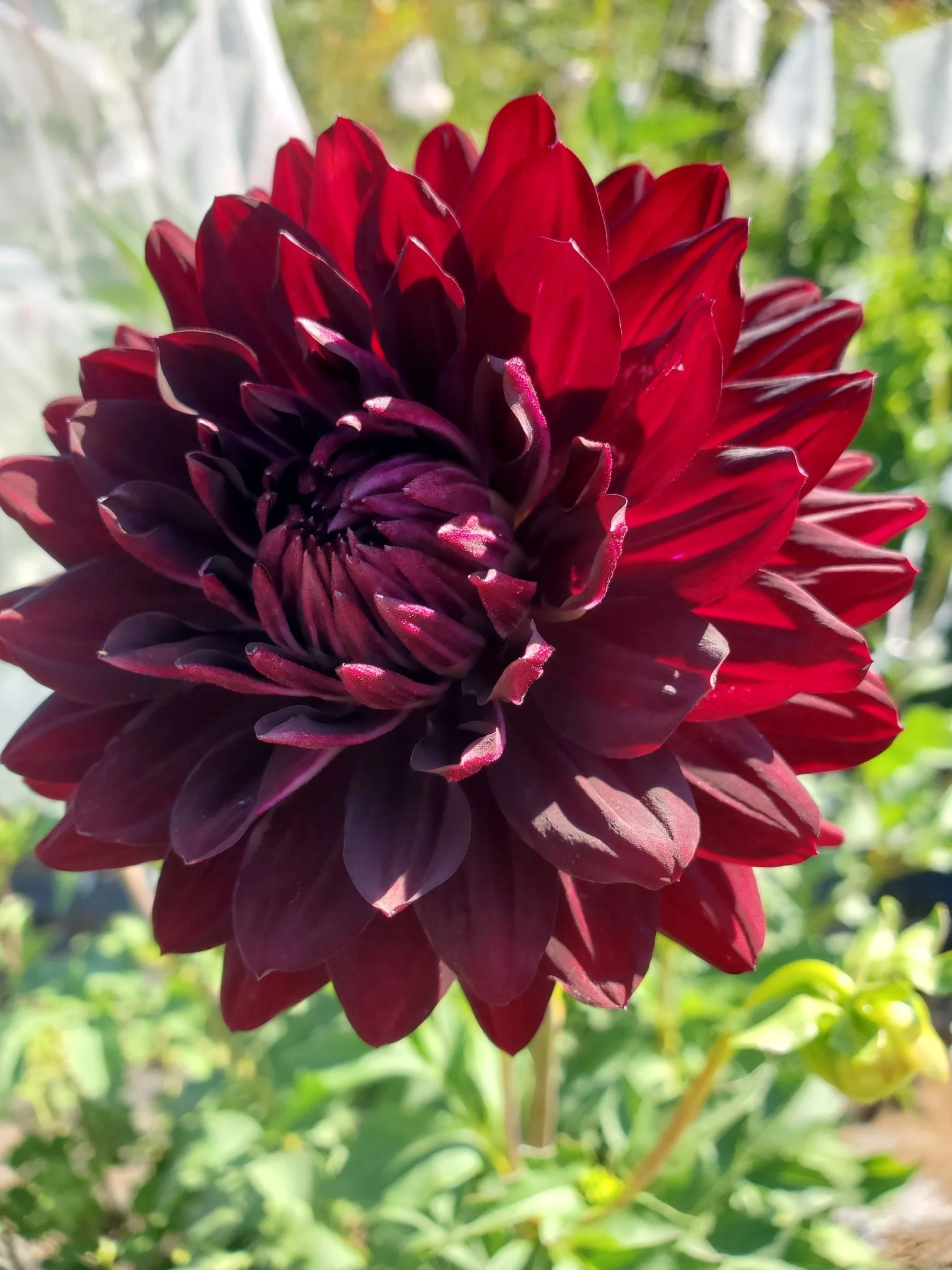 Hollyhill Black Beauty - 5 tubers