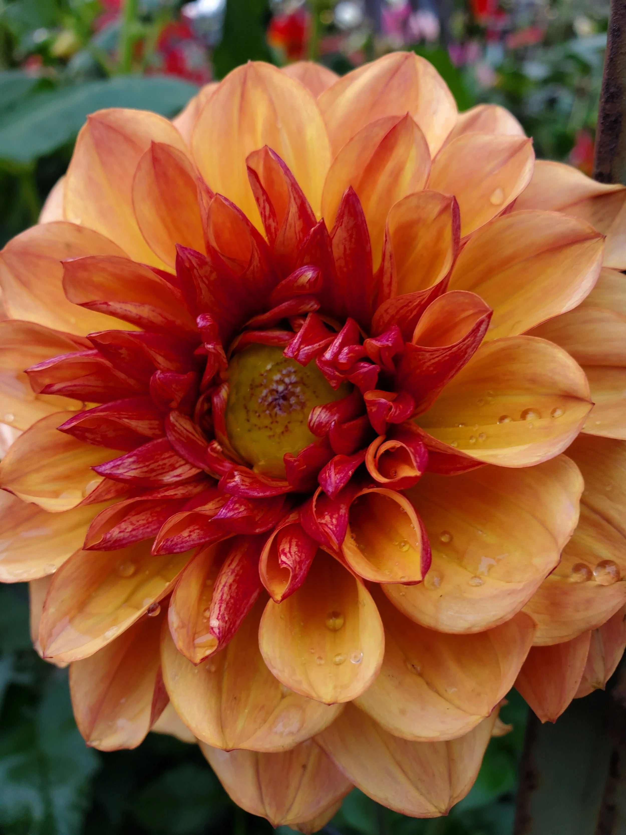 Creme de Cognac 6.jpg