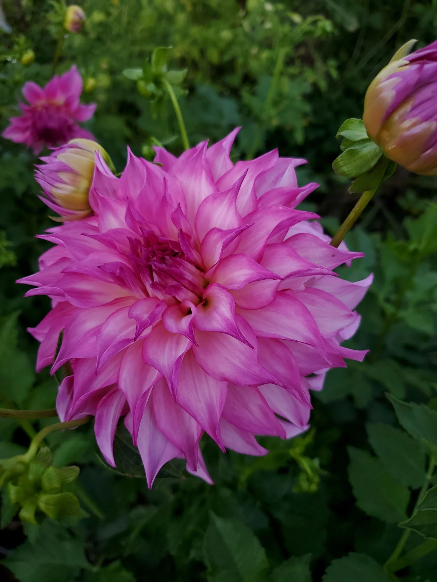 Colorado Classic 2.jpg