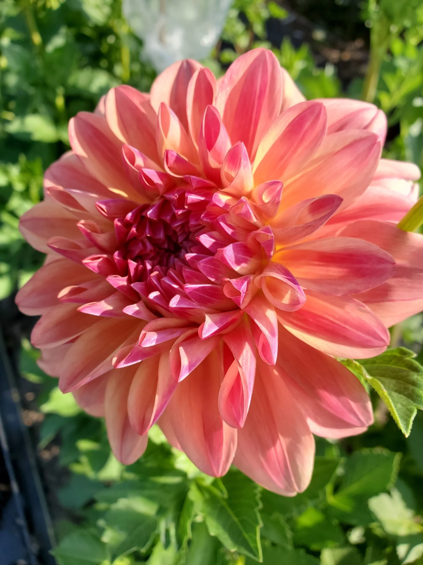 Ferncliff Copper 1.jpg