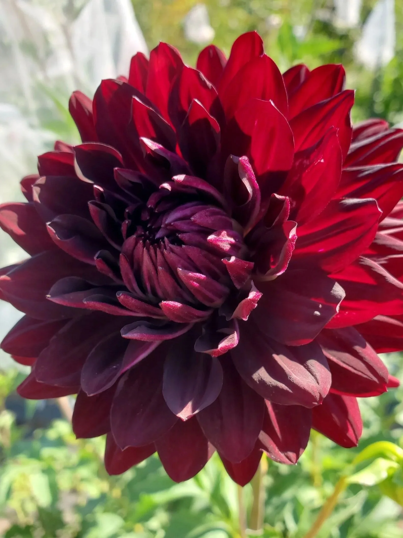 Hollyhill+Black+Beauty+5.jpg (Copy)