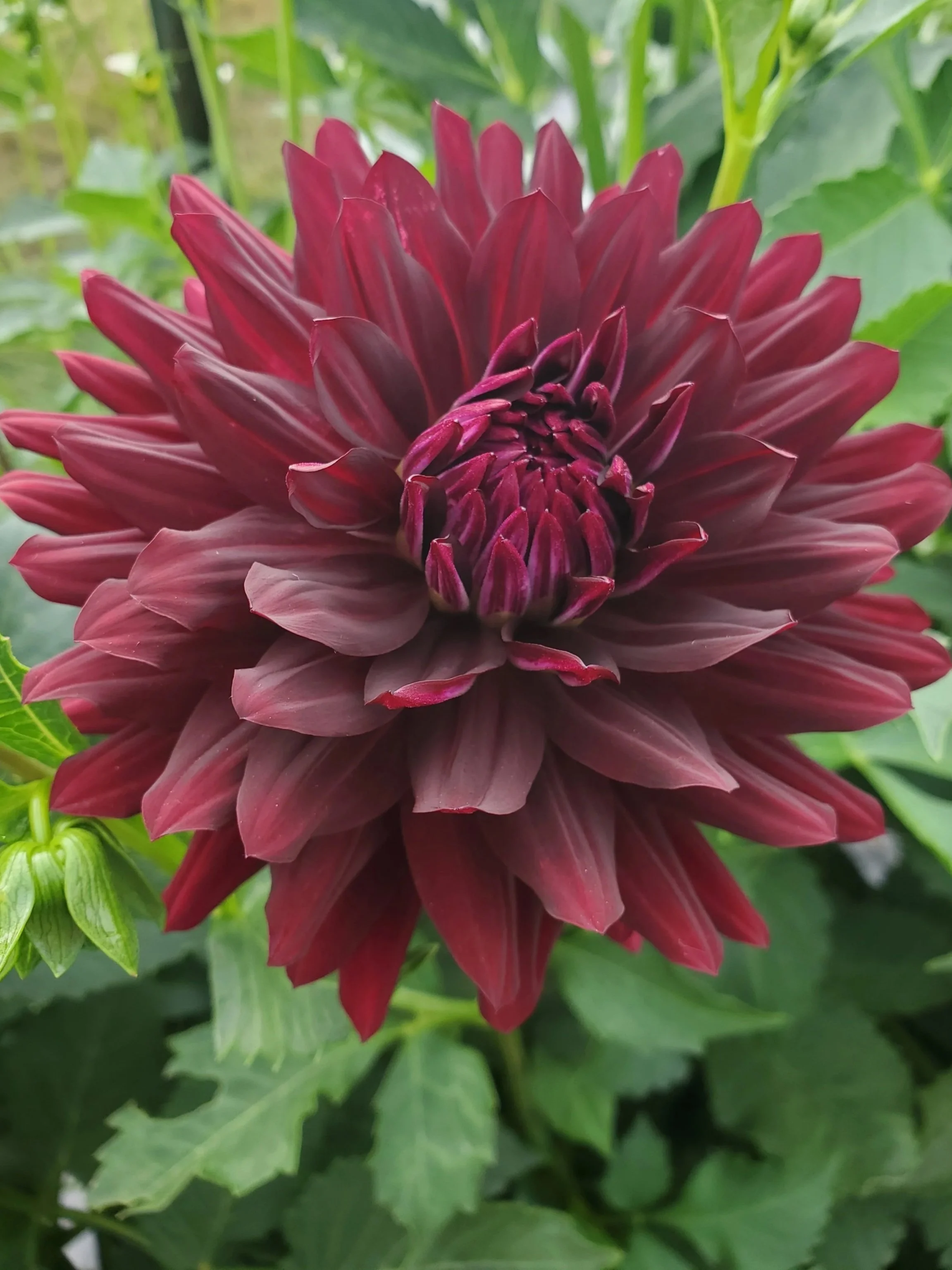 Hollyhill+Black+Beauty+1.jpg (Copy)