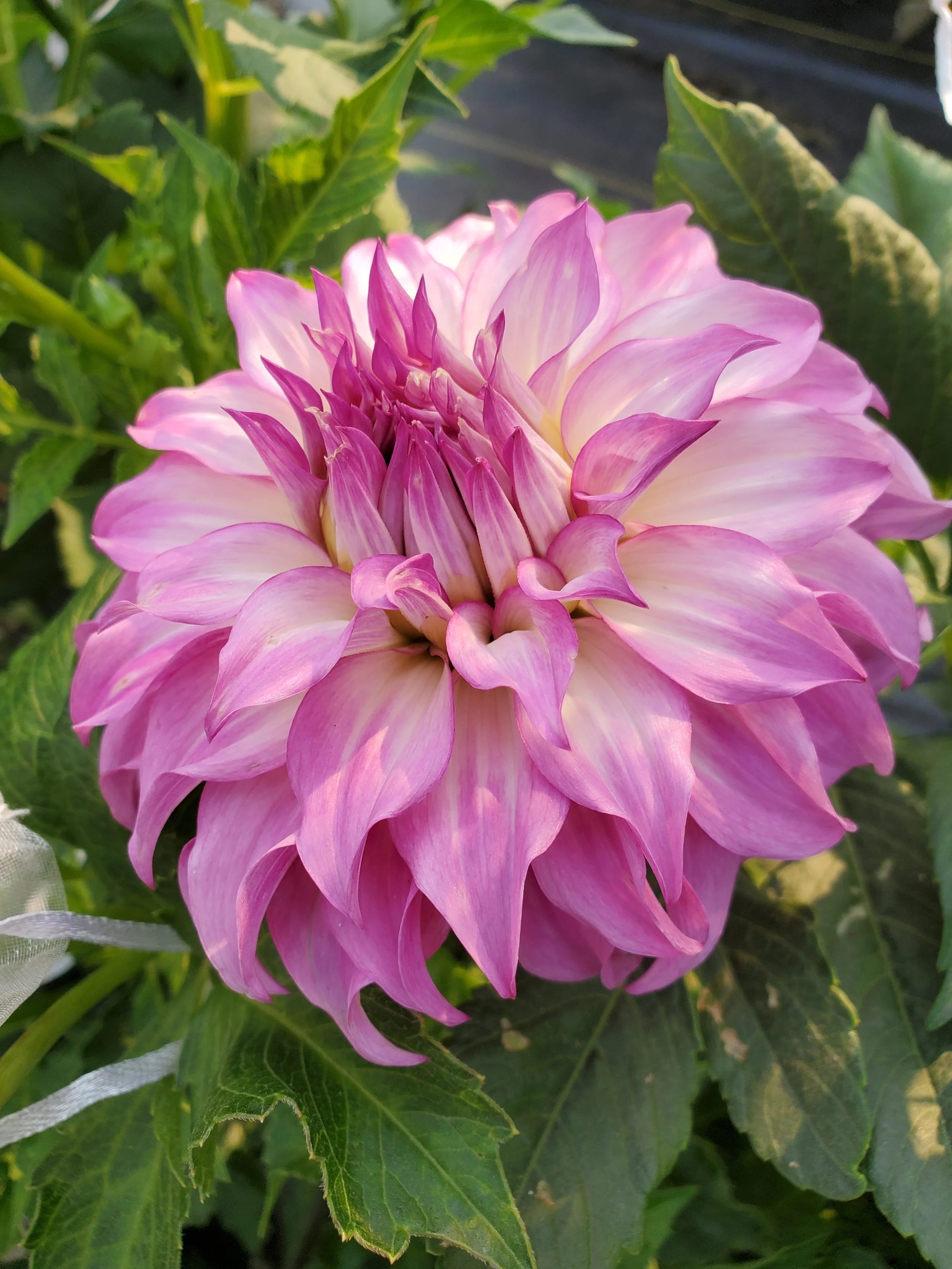 Colorado Classic 1.jpg